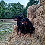 rottweiler, dog, hay_bales, outdoor, farm, animal, pets, grass, trees, fence, nature, tongue_out, canine, mammal, rural, summer, companion, two_dogs, resting, daylight