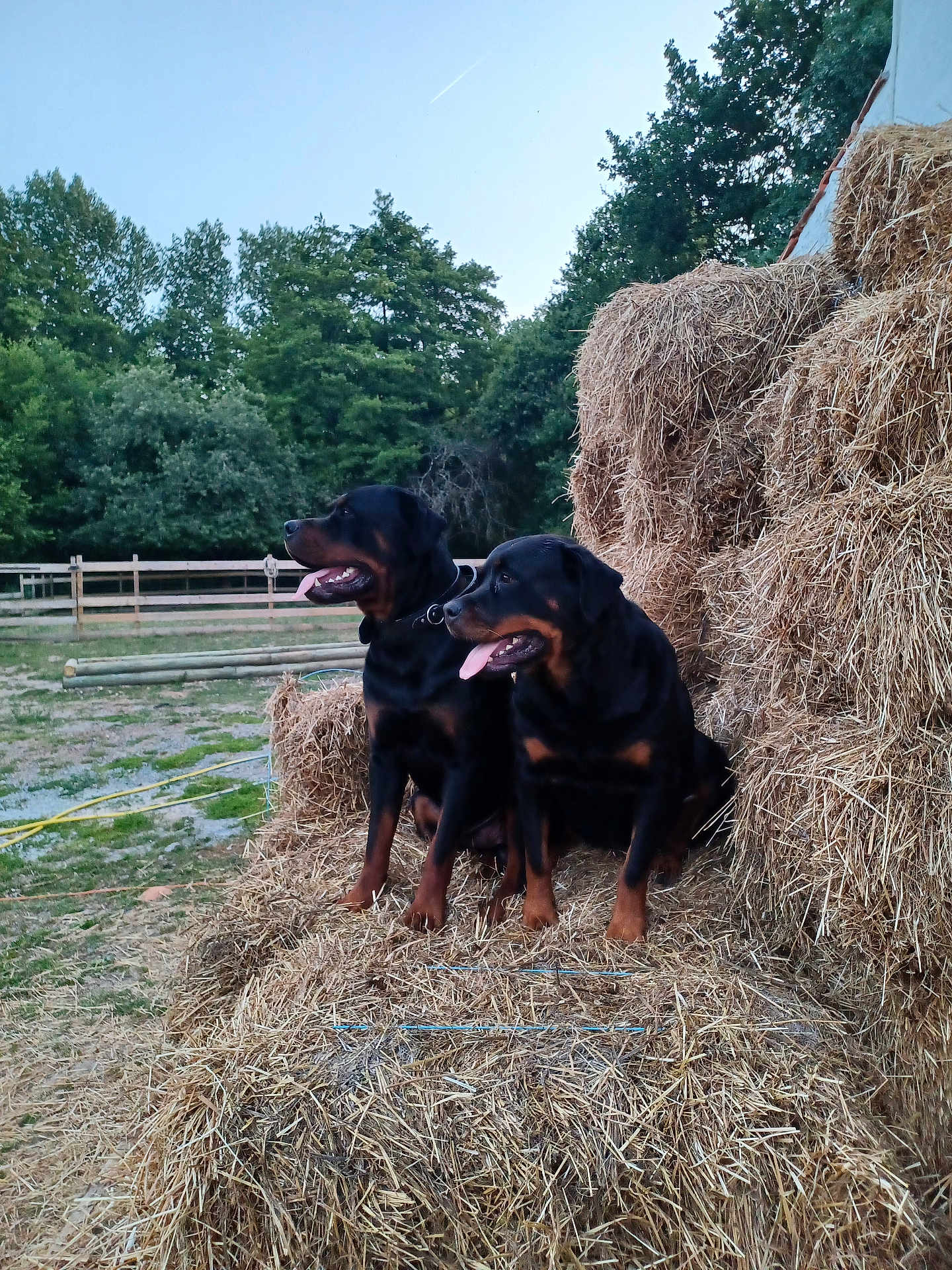 Maya a rejoint le concours — aidez-le/la à gagner de superbes lots ! rottweiler, dog, hay_bales, outdoor, farm, animal, pets, grass, trees, fence, nature, tongue_out, canine, mammal, rural, summer, companion, two_dogs, resting, daylight