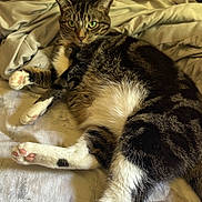 Bonbon is registered to the contest to win money with this photo: cat, tabby_cat, pet, feline, indoor, bed, blanket, cozy, relaxed, paws, fur, whiskers, animal, mammal, resting, comfort, cute, looking, green_eyes, home