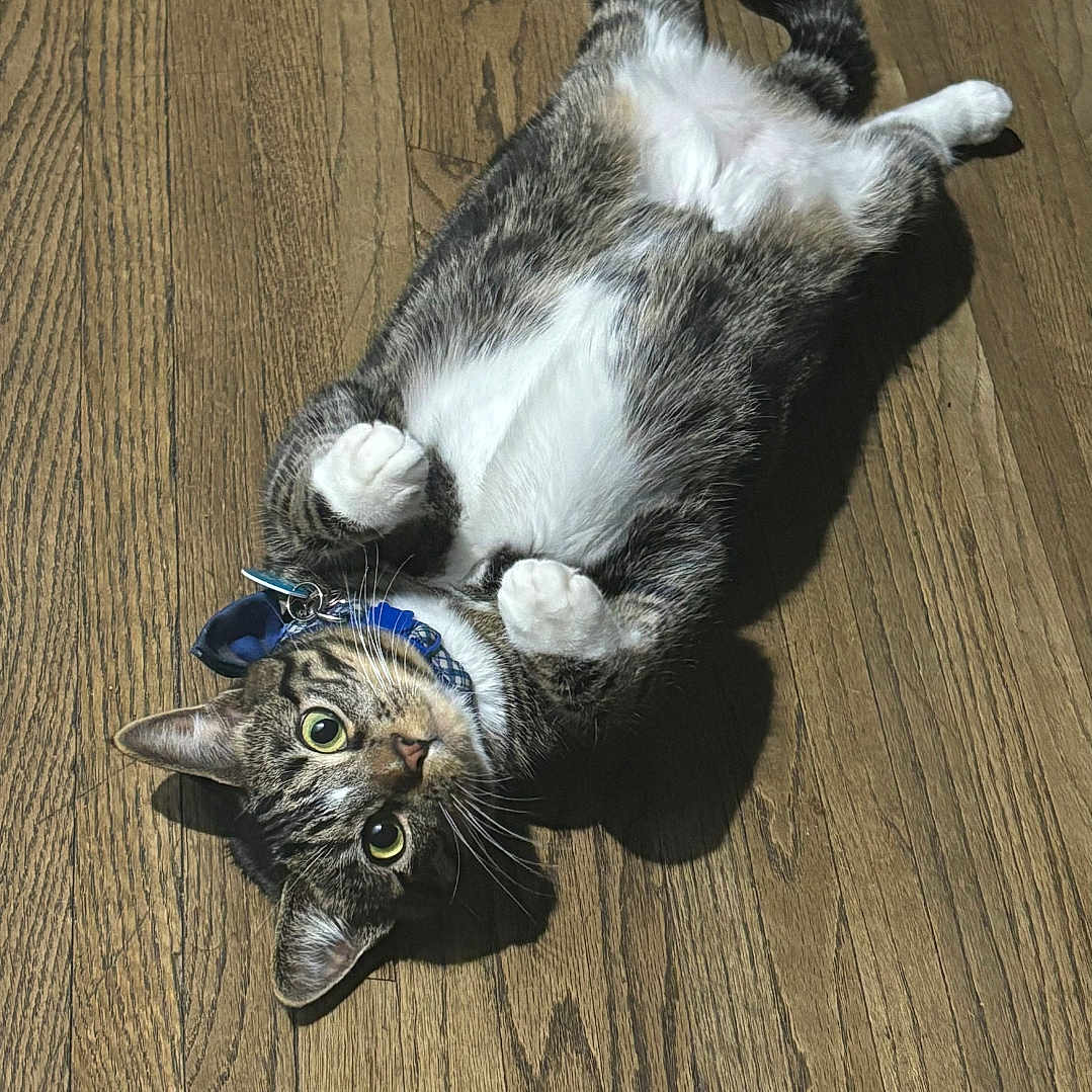 Bonbon