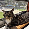 cat, tabby, window, sunlight, indoor, pet, animal, feline, relaxing, resting, whiskers, green_eyes, wood, screen, daylight, shadow, closeup, domestic_cat, cute, calm