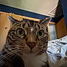 Bonbon joined the competition — help win amazing prizes! cat, tabby, indoor, bed, curious, wide_eyes, whiskers, feline, pet, close_up, fur, animal, domestic_cat, resting, bedding, room, curious_expression, portrait, cute, cozy