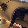 Bonbon is registered to the contest to win money with this photo: cat, cat_tree, paw, window, sunlight, indoor, pet, feline, curious, cozy, resting, cushion, patterned, beige, fur, animal, home, relaxed, looking, playful