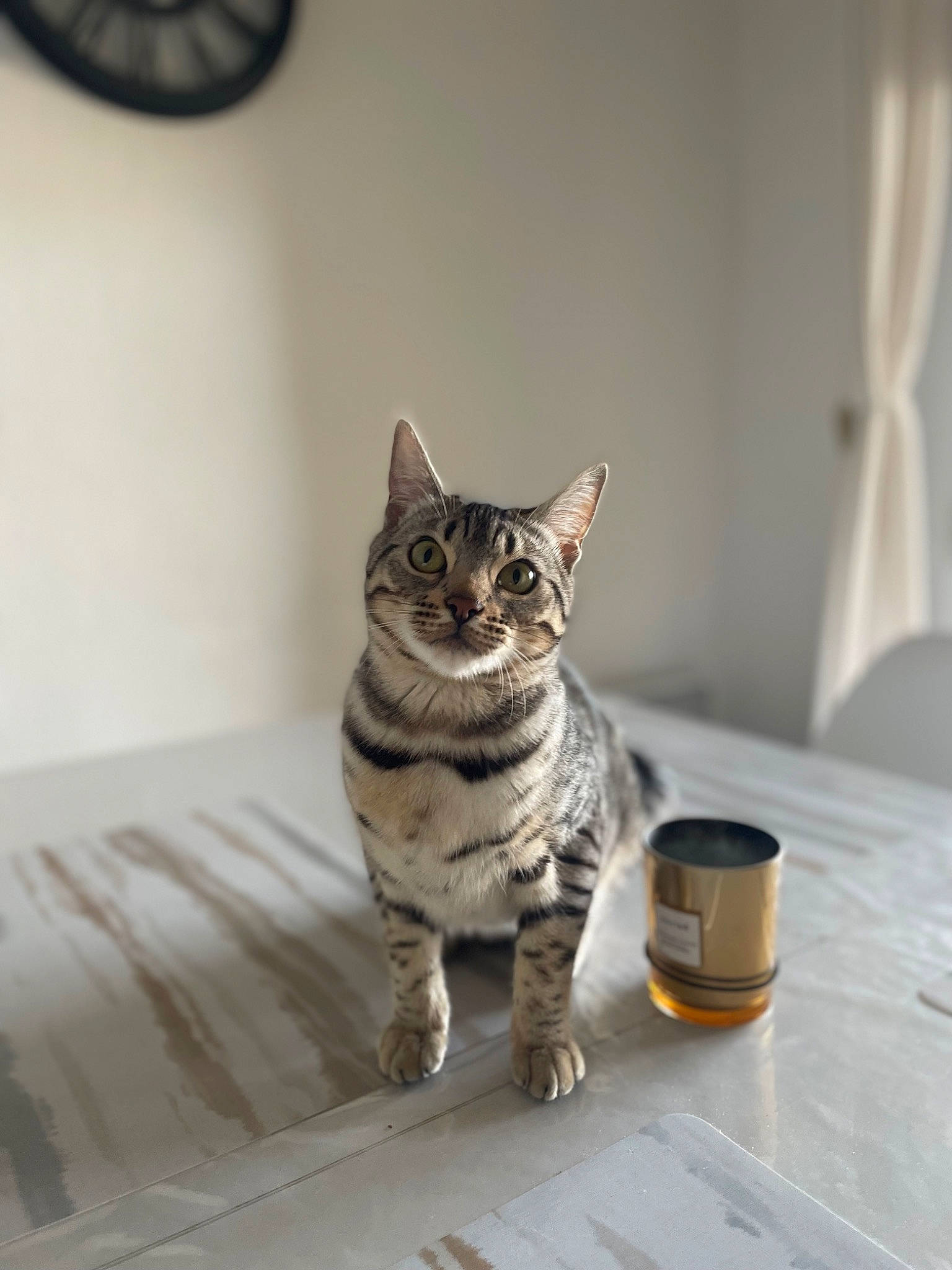 Fidjy a rejoint le concours — aidez-le/la à gagner de superbes lots ! carnivore, cat, clock, comfort, curtain, domestic_short_haired_cat, door, felidae, flooring, fur, grey, paw, serveware, small_to_medium_sized_cats, snout, table, tableware, tail, whiskers, wood