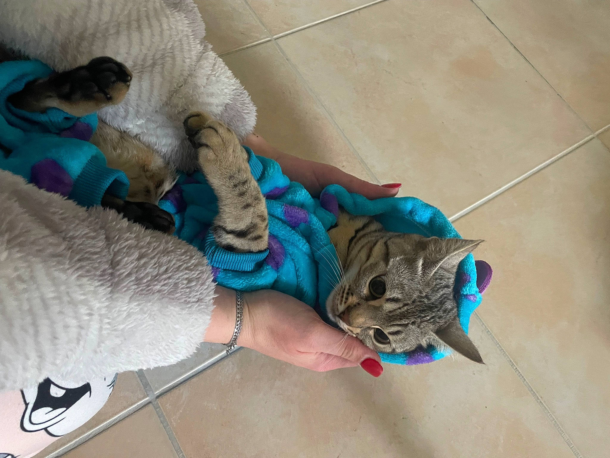 Fidjy a rejoint le concours — aidez-le/la à gagner de superbes lots ! canidae, carnivore, cat, claw, comfort, domestic_short_haired_cat, electric_blue, fawn, felidae, flooring, fur, human_leg, nail, small_to_medium_sized_cats, t_shirt, tail, thread, whiskers, wool, wrist