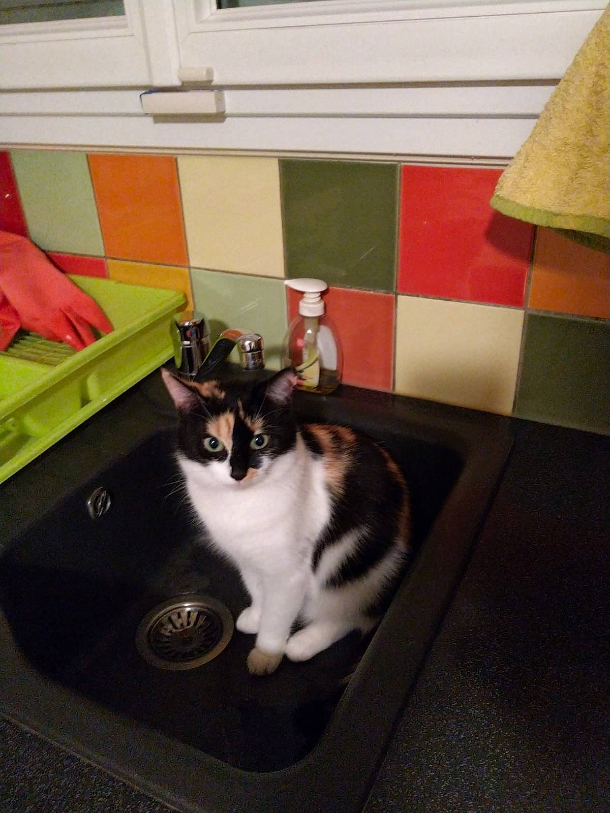 Cacahouete participe au concours pour gagner de l'argent avec cette photo : carnivore, cat, domestic_short_haired_cat, european_shorthair, felidae, kitten, plumbing_fixture, room, sink, small_to_medium_sized_cats, table, whiskers