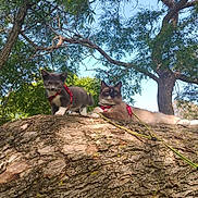 Kidd And Simon is registered to the contest to win money with this photo: bark, branch, cat, companions, feline, forest, greenery, harness, kitten, leash, lying_down, moss, nature, outdoor, pets, portrait, relaxed, shade, sunlight, tree