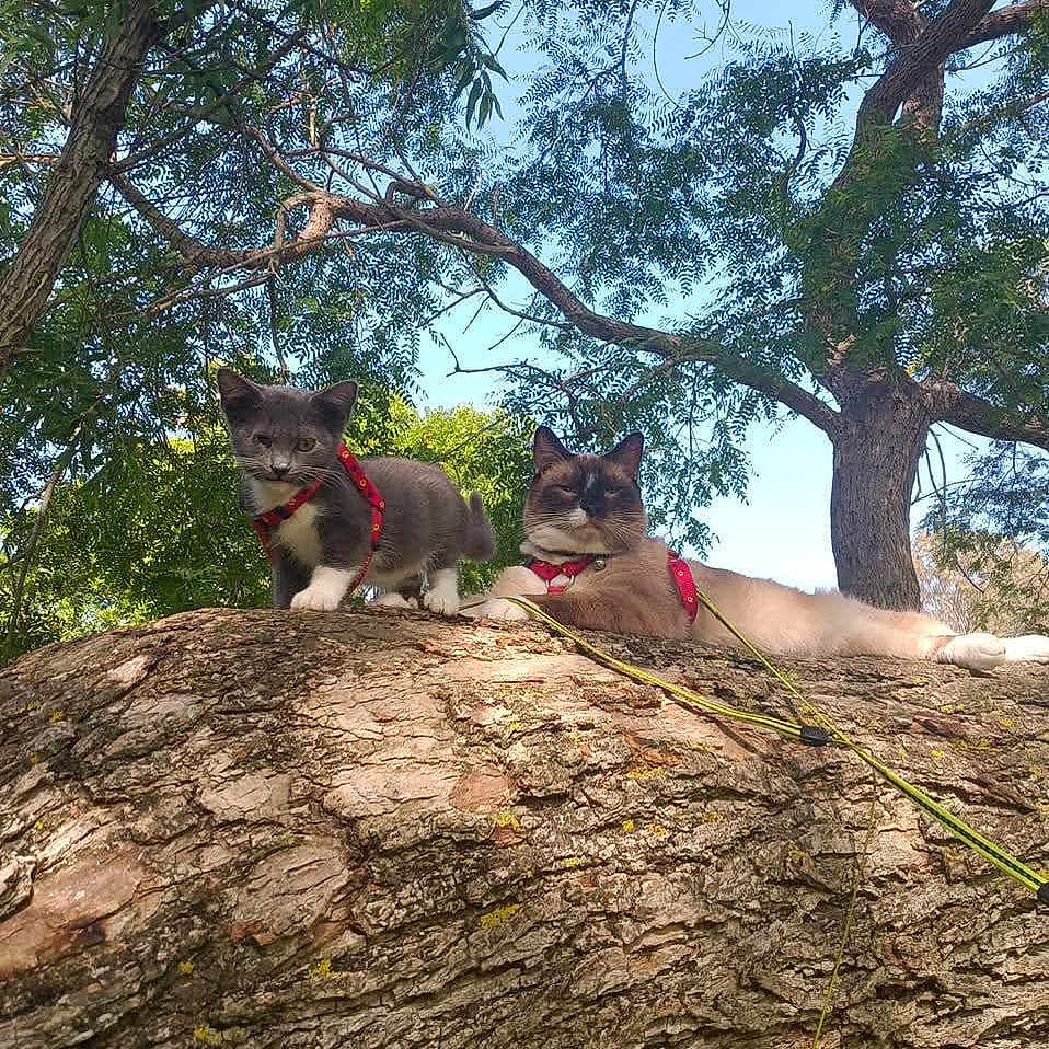 Kidd And Simon is registered to the contest to win money with this photo: bark, branch, cat, companions, feline, forest, greenery, harness, kitten, leash, lying_down, moss, nature, outdoor, pets, portrait, relaxed, shade, sunlight, tree