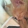 Nova is registered to the contest to win money with this photo: kitten, sleeping, orange_cat, close_up, cozy, blanket, fur, pet, domestic_cat, nap, cute, animal, feline, soft, resting, tail, indoors, young_cat, peaceful, snuggling