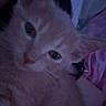Nova joined the competition — help win amazing prizes! kitten, cat, orange_cat, close_up, dim_light, sleepy, pet, animal, feline, snuggling, person, indoor, bed, blanket, soft, cute, young, fur, whiskers, face