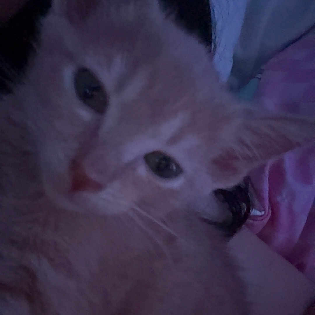 Nova joined the competition — help win amazing prizes! kitten, cat, orange_cat, close_up, dim_light, sleepy, pet, animal, feline, snuggling, person, indoor, bed, blanket, soft, cute, young, fur, whiskers, face