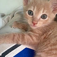 Nova is registered to the contest to win money with this photo: kitten, cat, orange_cat, pet, animal, cute, fur, whiskers, ears, eyes, young, domestic_cat, indoor, resting, closeup, portrait, soft, comfortable, curious, feline