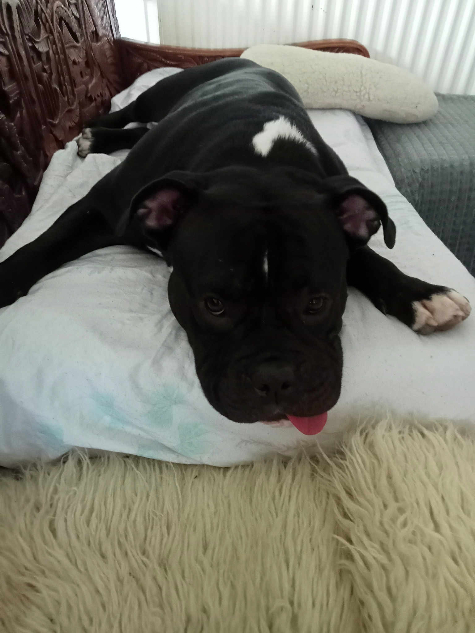 Piper