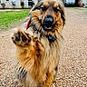 animal, canine, collar, daytime, dog, domestic_animal, driveway, friendly, front_paw, fur, german_shepherd, grass, gravel, house, mammal, outdoor, paw, pet, playful, sitting