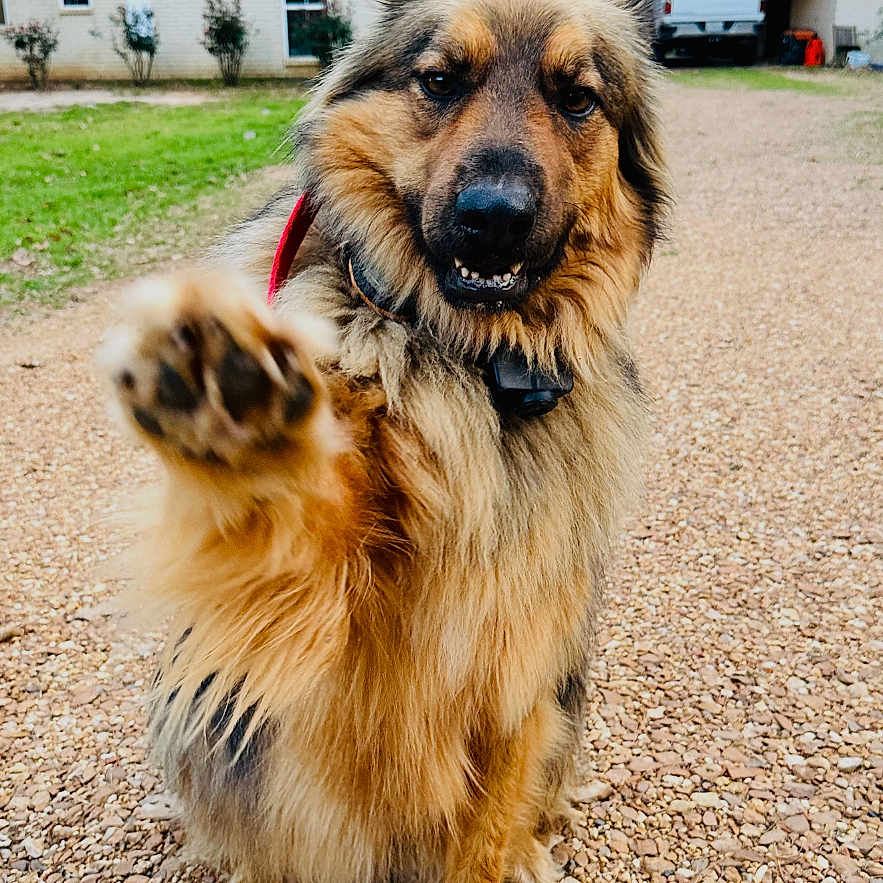 Duke joined the competition — help win amazing prizes! animal, canine, collar, daytime, dog, domestic_animal, driveway, friendly, front_paw, fur, german_shepherd, grass, gravel, house, mammal, outdoor, paw, pet, playful, sitting