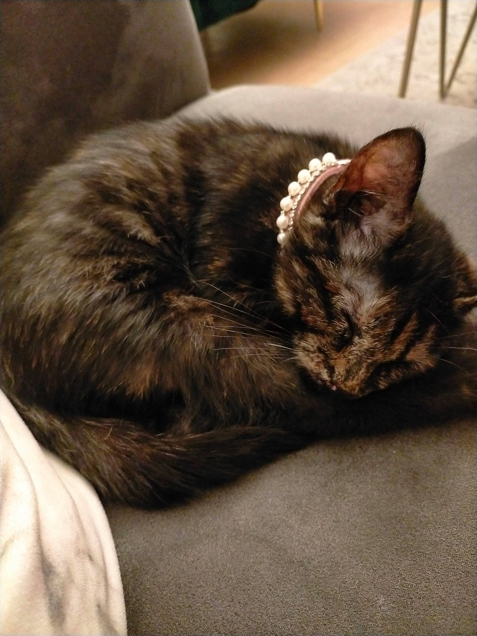 Muezza a rejoint le concours — aidez-le/la à gagner de superbes lots ! carnivore, cat, comfort, domestic_short_haired_cat, felidae, fur, grey, nap, paw, sitting, sleep, small_to_medium_sized_cats, snout, tail, terrestrial_animal, whiskers