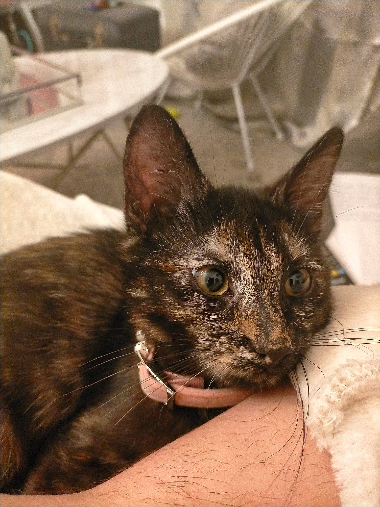 Muezza participe au concours pour gagner de l'argent avec cette photo : box, carnivore, cat, comfort, domestic_short_haired_cat, ear, eye, fawn, felidae, fur, head, small_to_medium_sized_cats, snout, tableware, terrestrial_animal, whiskers