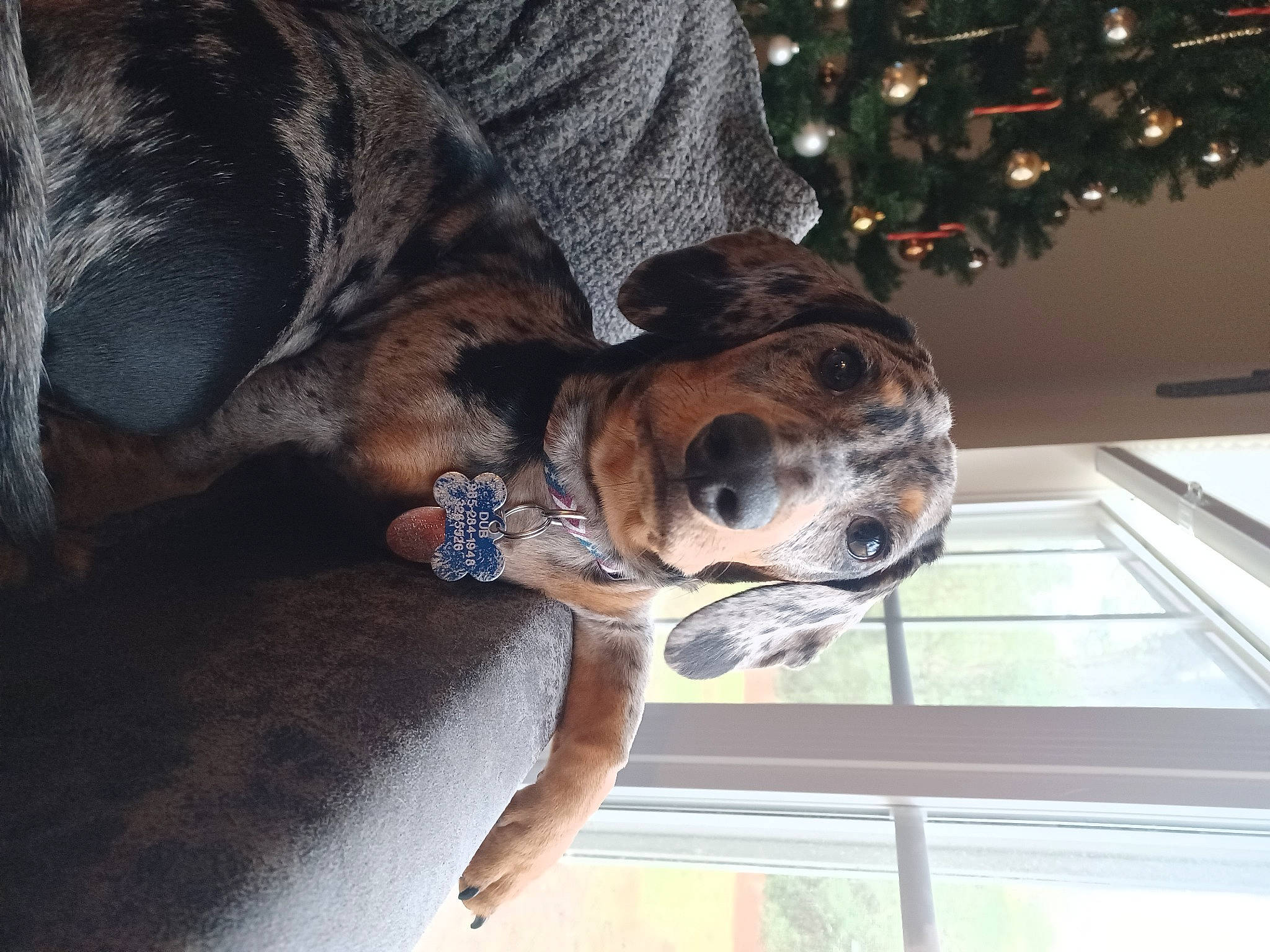 Dubs joined the competition — help win amazing prizes! canidae, carnivore, christmas_tree, collar, companion_dog, conifer, dog, dog_breed, dog_collar, event, fawn, fur, guard_dog, holiday, ornament, snout, sporting_group, whiskers, window, working_animal