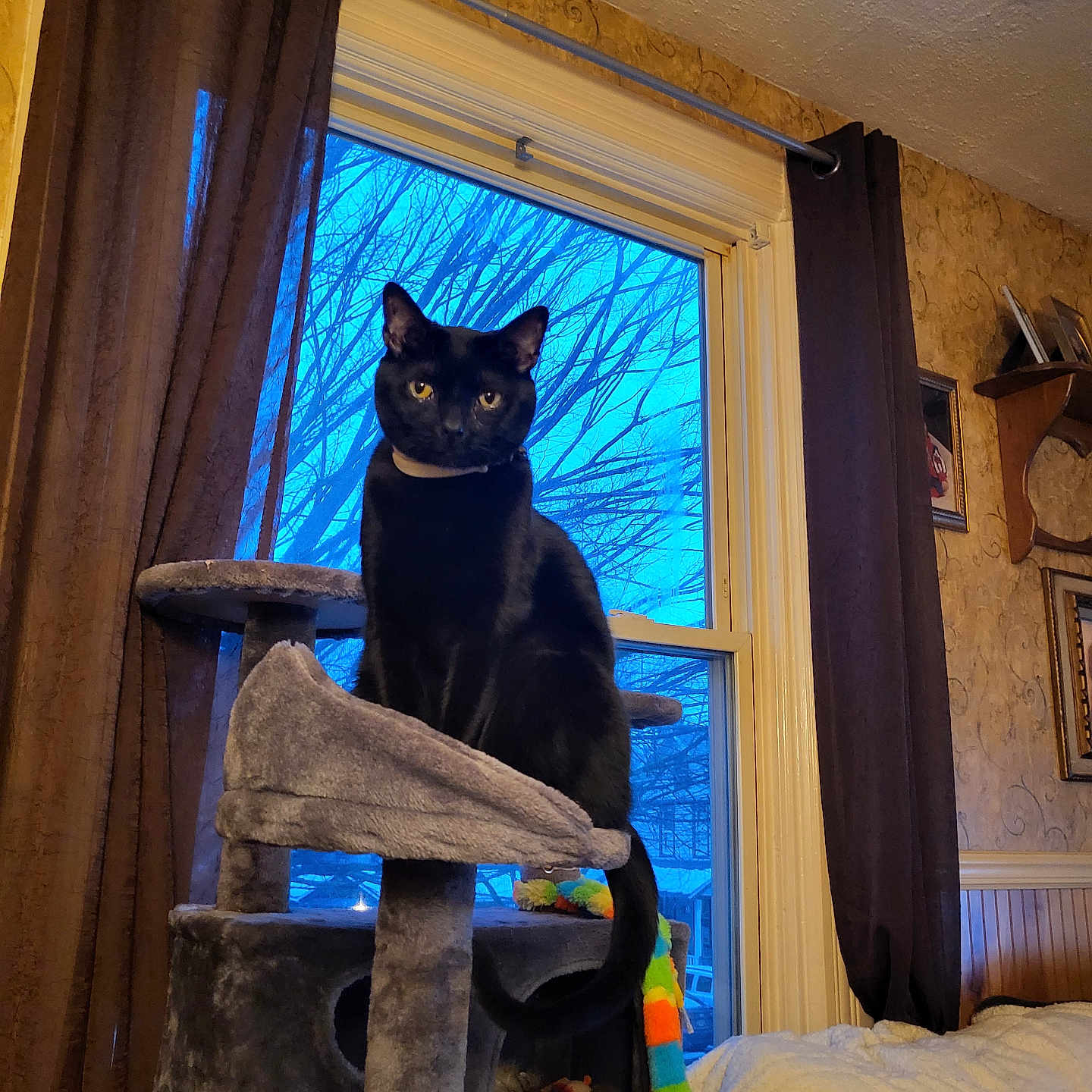 Ace is registered to the contest to win money with this photo: animal, black_cat, blue_sky, cat_tree, collar, couch, cozy, curtains, domestic_cat, evening, feline, furniture, indoor, looking, pet, pillow, sitting, tree_branches, wallpaper, window