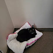 Ace is registered to the contest to win money with this photo: black_cat, cat, pet, animal, indoor, bed, blanket, fluffy, cozy, looking_up, fur, corner, carpet, wall, collar, resting, cute, domestic_animal, quiet, soft