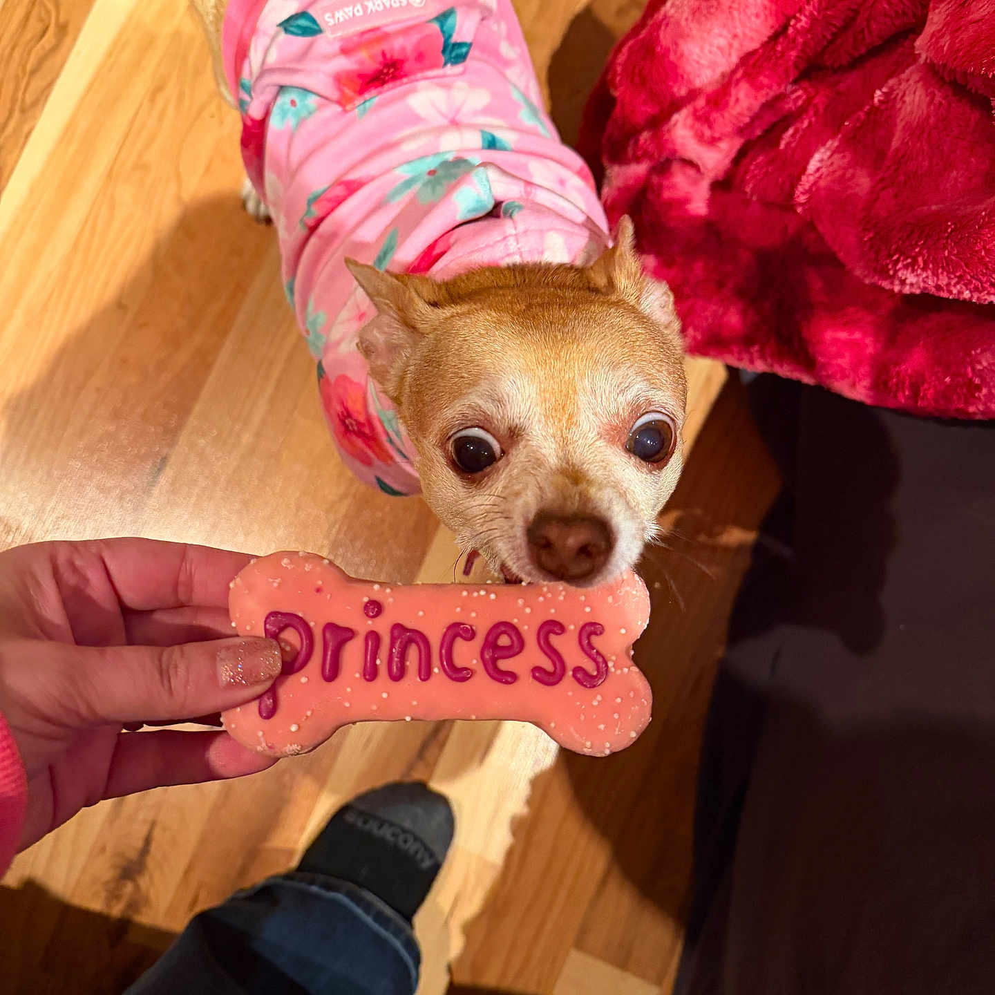 Skye Baby is registered to the contest to win money with this photo: bed_edge, big_eyes, bone_cookie, chihuahua, close_up, cozy, dog, floral_pajamas, hardwood_floor, human_hand, indoor, looking_up, nail_polish, pet_owner, pink_blanket, pink_outfit, small_dog, snout, treat, wooden_floor