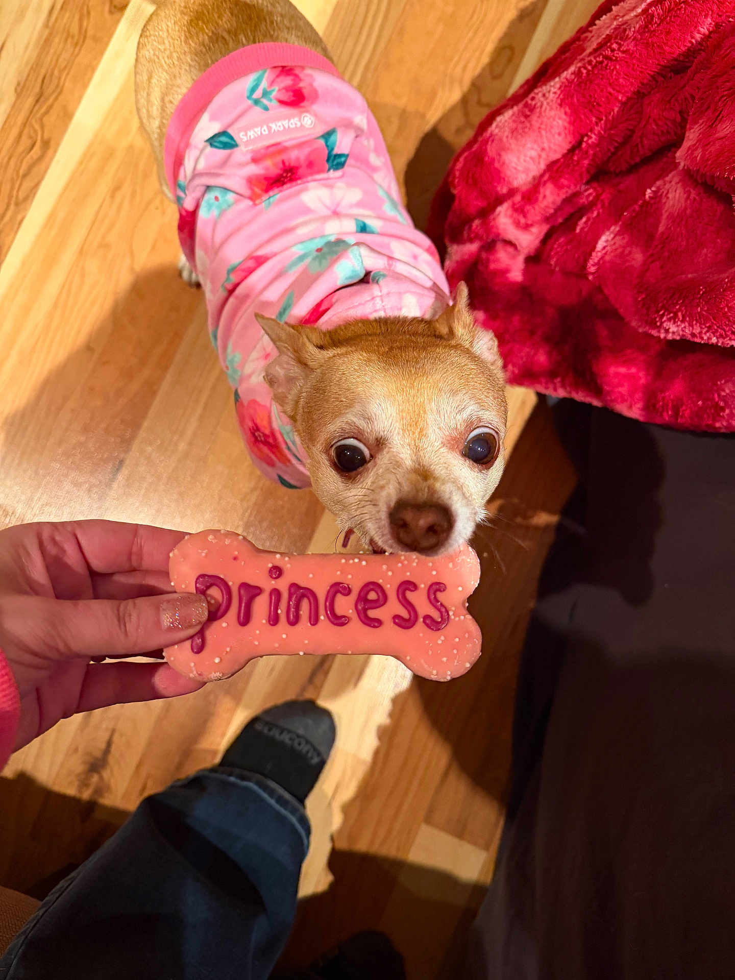 Skye Baby is registered to the contest to win money with this photo: dog, chihuahua, small_dog, pink_outfit, floral_pajamas, bone_cookie, treat, human_hand, nail_polish, hardwood_floor, wooden_floor, pink_blanket, bed_edge, indoor, pet_owner, looking_up, close_up, big_eyes, snout, cozy