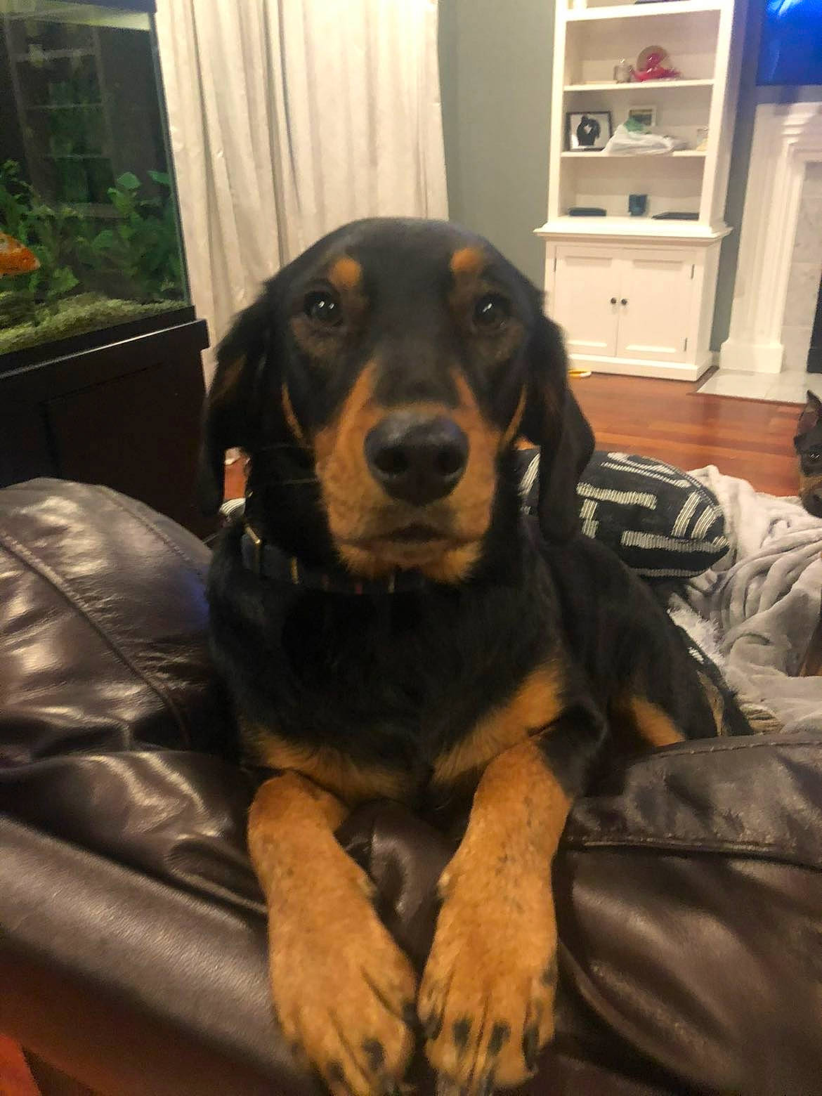 Lucy is registered to the contest to win money with this photo: cabinetry, canidae, carnivore, comfort, companion_dog, couch, curtain, dog, dog_breed, drawer, fawn, fur, guard_dog, plant, sitting, snout, sporting_group, whiskers, window, working_animal