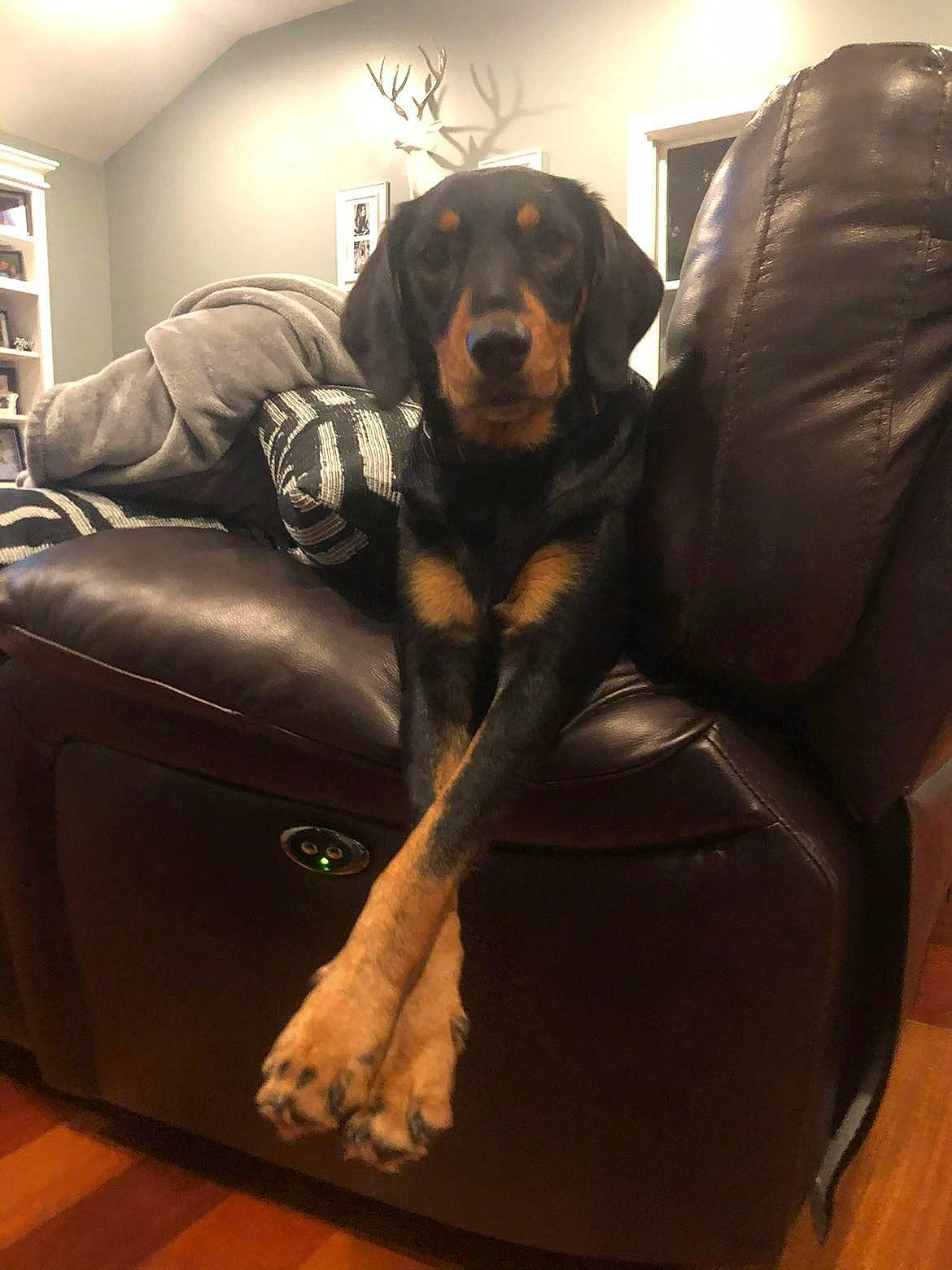 Lucy is registered to the contest to win money with this photo: brown, canidae, carnivore, chair, club_chair, comfort, companion_dog, couch, dog, dog_breed, floor, flooring, fur, hardwood, living_room, picture_frame, sofa_bed, sporting_group, studio_couch, working_animal