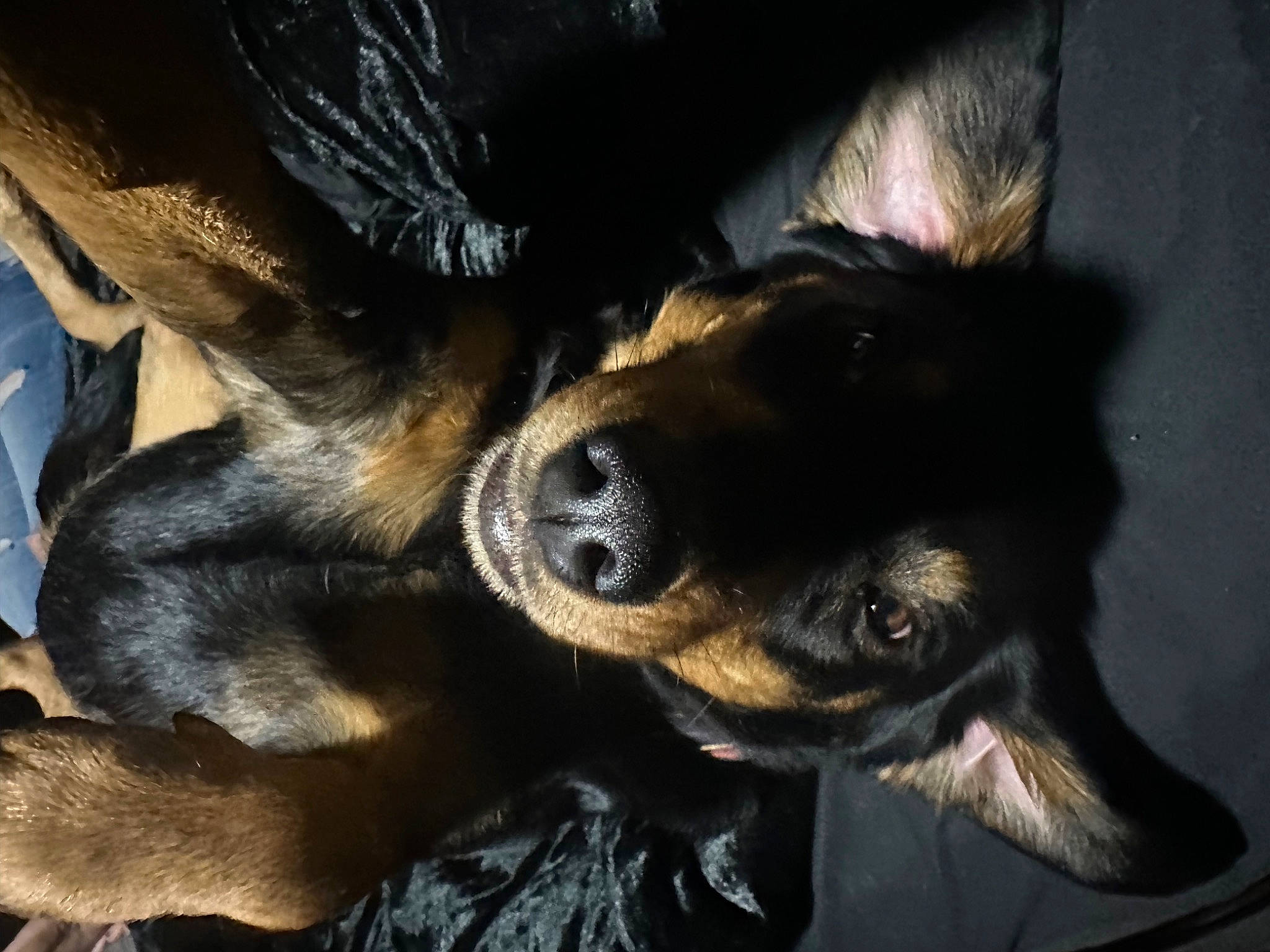 Lucy is registered to the contest to win money with this photo: canidae, carnivore, companion_dog, dog, dog_breed, ear, fawn, fur, german_shepherd_dog, old_german_shepherd_dog, paw, puppy, sporting_group, terrestrial_animal, whiskers, working_dog