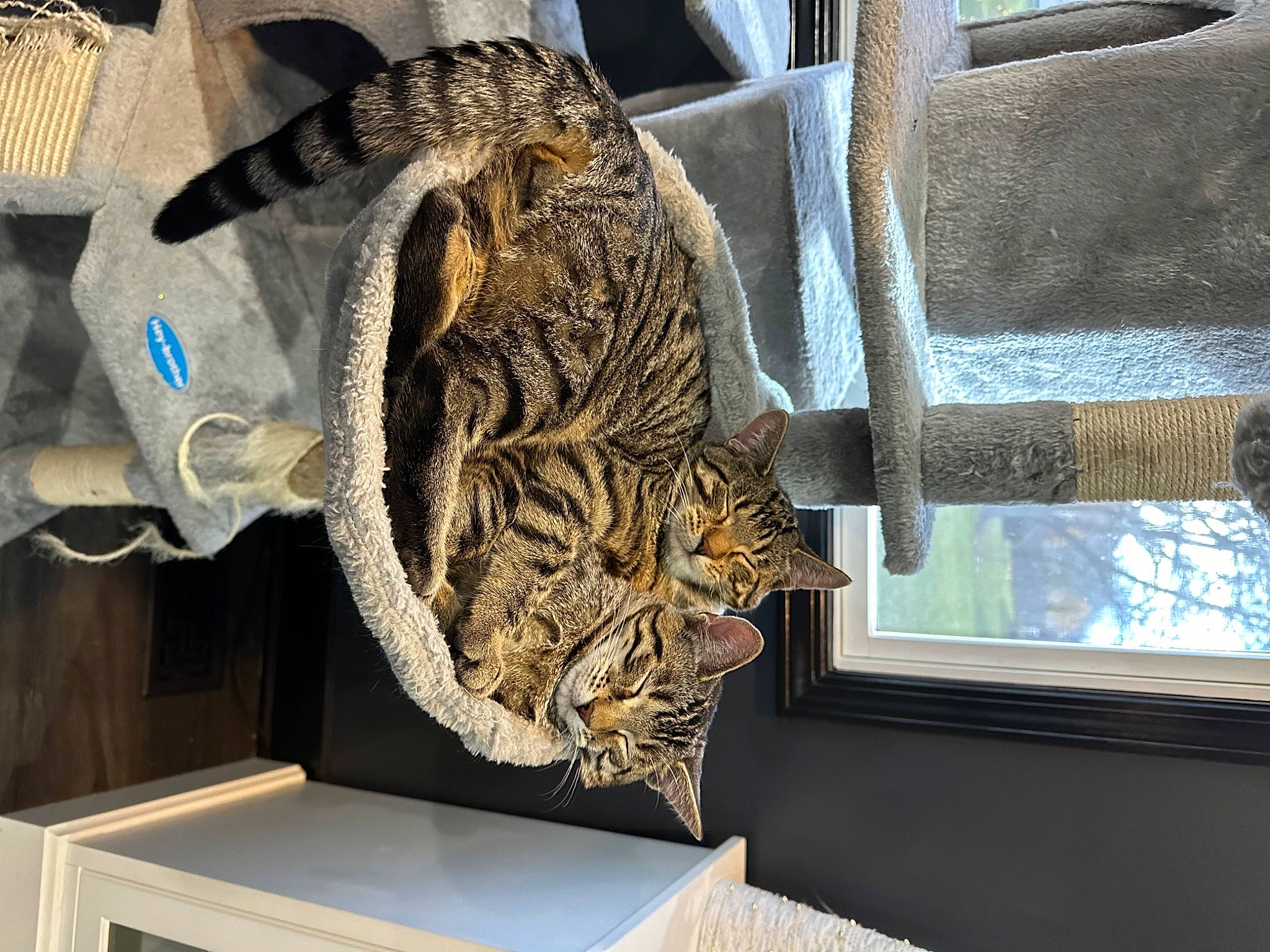 Whisky And Fumble joined the competition — help win amazing prizes! big_cats, carnivore, cat, ceiling, domestic_short_haired_cat, fawn, felidae, fur, hide, leopard, pattern, room, small_to_medium_sized_cats, terrestrial_animal, textile, tree, whiskers, wildlife, window, wood