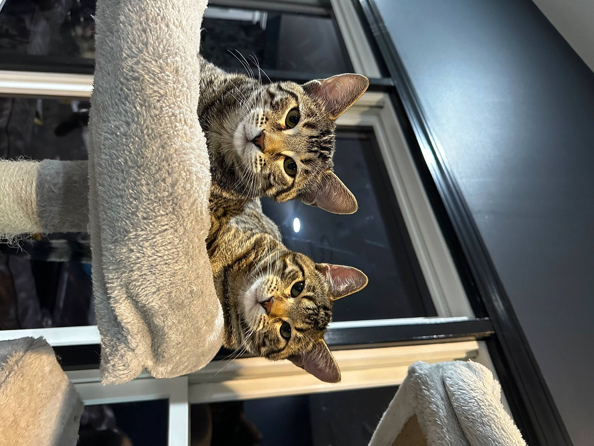 Whisky And Fumble joined the competition — help win amazing prizes! carnivore, cat, claw, domestic_short_haired_cat, felidae, fur, metal, motor_vehicle, small_to_medium_sized_cats, tail, vehicle, vehicle_door, whiskers, wildlife, window