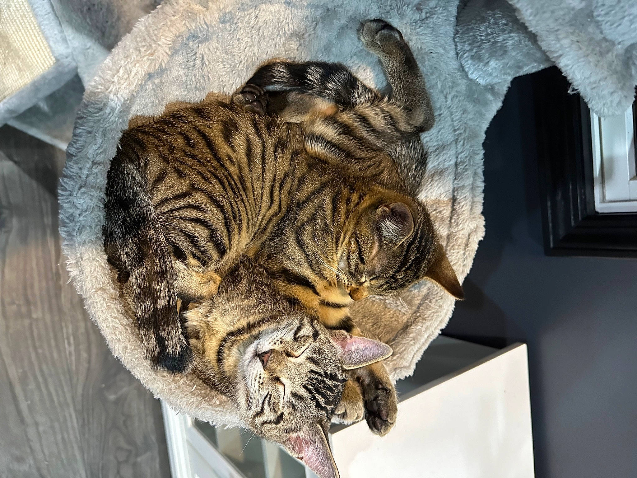 Whisky And Fumble joined the competition — help win amazing prizes! art, carnivore, cat, domestic_short_haired_cat, eye, felidae, fur, paw, small_to_medium_sized_cats, snout, tail, terrestrial_animal, whiskers, wood