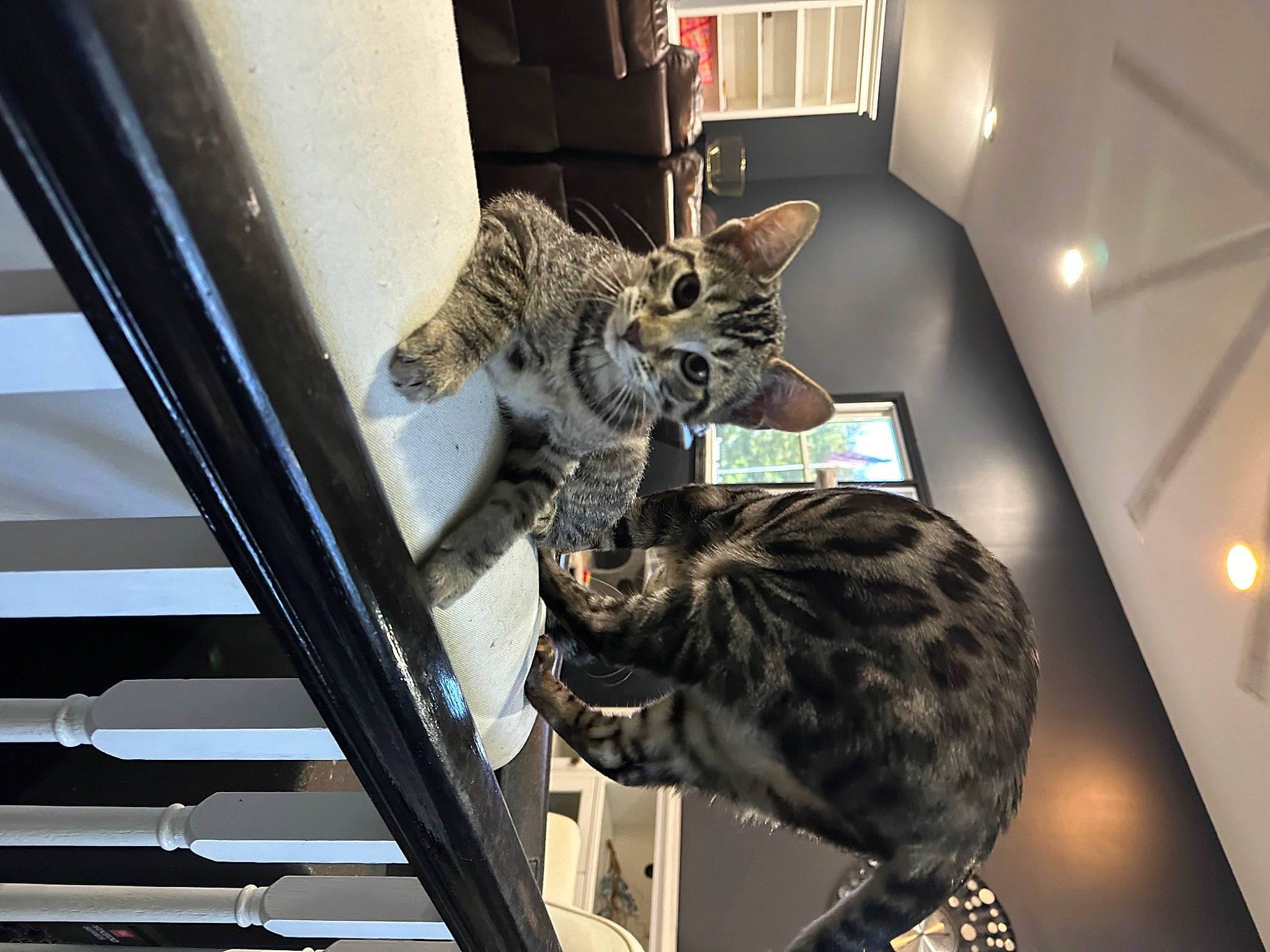 Whisky is registered to the contest to win money with this photo: carnivore, cat, comfort, domestic_short_haired_cat, felidae, fur, metal, room, small_to_medium_sized_cats, snout, tail, tree, whiskers