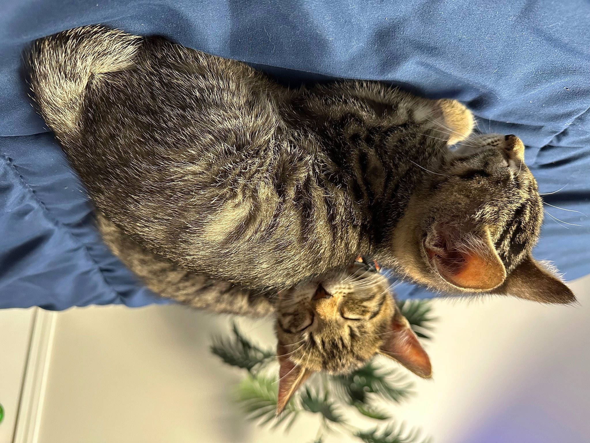 Whisky joined the competition — help win amazing prizes! cat, claw, domestic_short_haired_cat, felidae, fur, iguania, paw, plant, small_to_medium_sized_cats, snout, tail, terrestrial_animal, tree, whiskers, wildlife