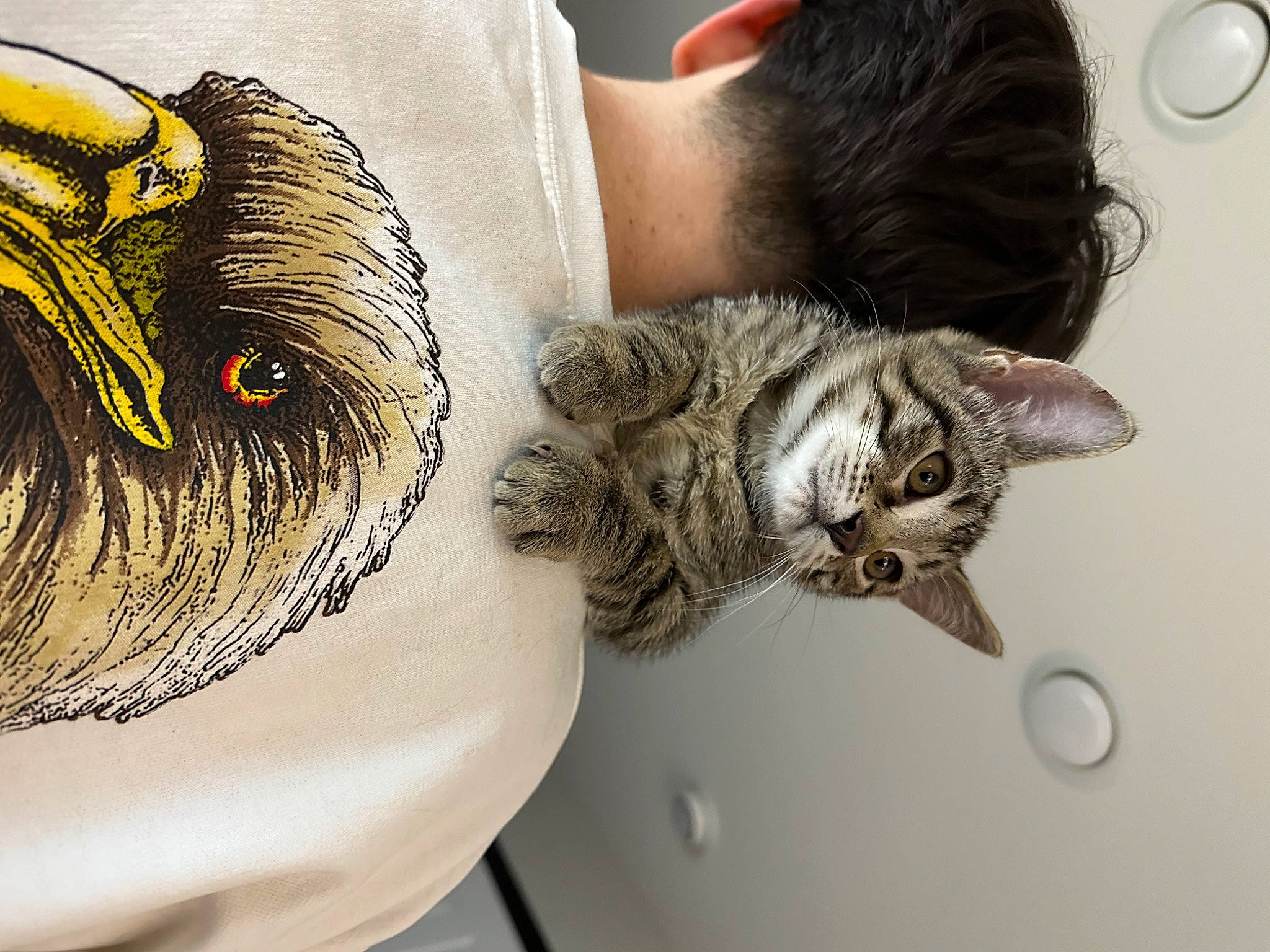 Whisky is registered to the contest to win money with this photo: black_hair, cat, ear, eye, eyelash, fashion_accessory, fashion_design, feather, felidae, fur, hair, head, headpiece, human_body, long_hair, plant, shoulder, tattoo, temporary_tattoo, vertebrate