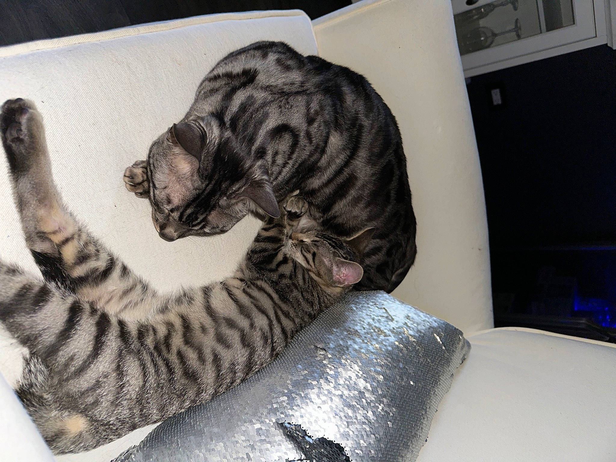 Whisky joined the competition — help win amazing prizes! art, bed, big_cats, carnivore, cat, claw, comfort, dog_breed, domestic_short_haired_cat, felidae, fur, laptop, military_camouflage, paw, room, small_to_medium_sized_cats, snout, tail, terrestrial_animal, whiskers