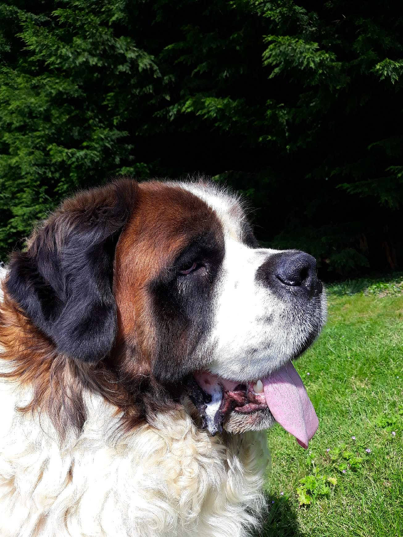 Juke a rejoint le concours — aidez-le/la à gagner de superbes lots ! canidae, carnivore, dog, dog_breed, drentse_patrijshond, giant_dog_breed, karakachan_dog, landseer, mammal, moscow_watchdog, pyrenean_mastiff, rare_breed_dog, snout, sporting_group, st_bernard, tornjak, vertebrate, working_dog