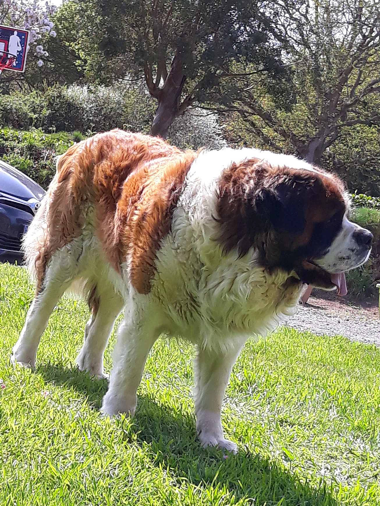 Juke participe au concours pour gagner de l'argent avec cette photo : ancient_dog_breeds, canidae, carnivore, companion_dog, dog, dog_breed, fawn, giant_dog_breed, karakachan_dog, mammal, moscow_watchdog, pyrenean_mastiff, rafeiro_do_alentejo, rare_breed_dog, sporting_group, st_bernard, vertebrate, working_dog