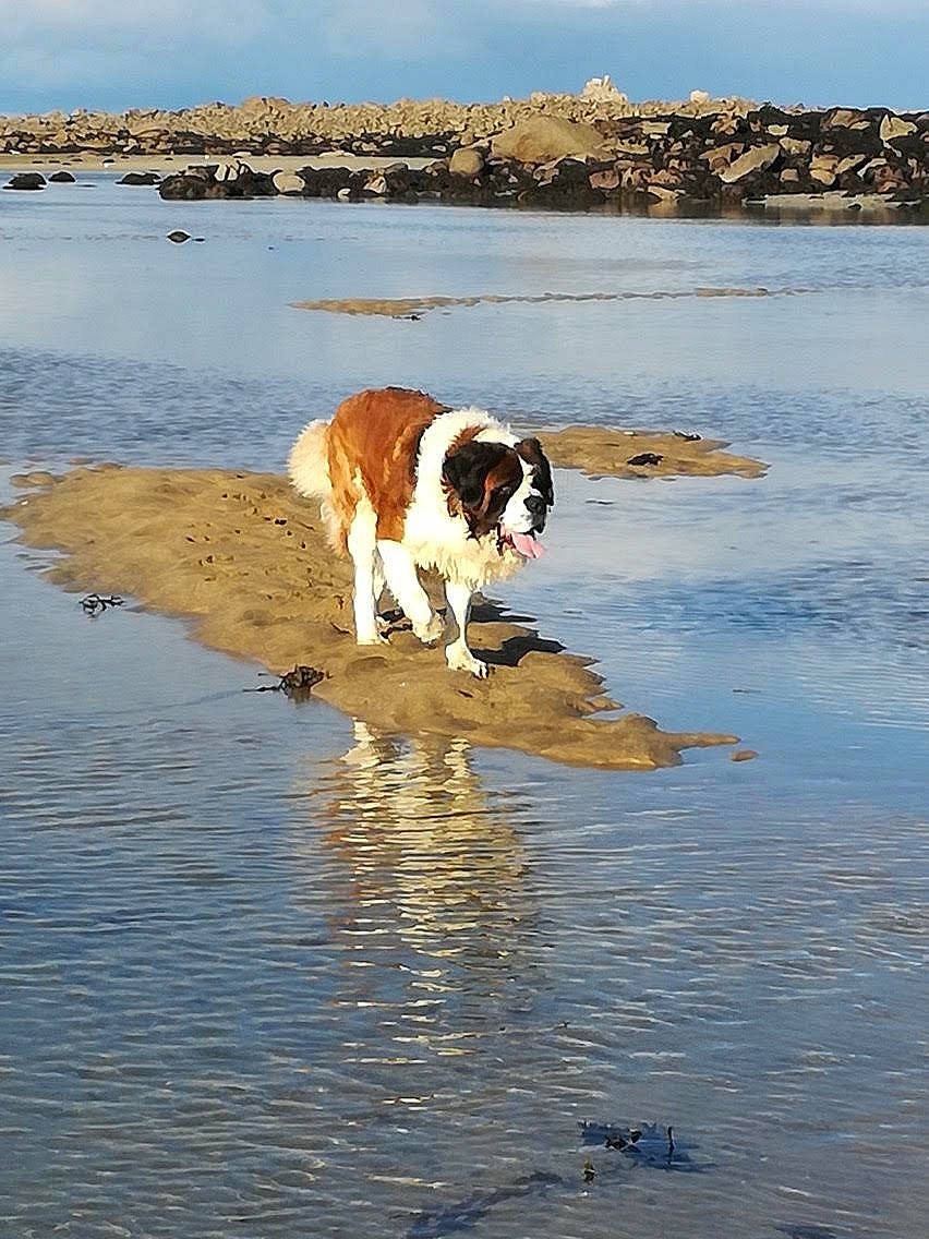 Juke a rejoint le concours — aidez-le/la à gagner de superbes lots ! beach, canidae, carnivore, coast, dog, dog_breed, drentse_patrijshond, english_shepherd, english_springer_spaniel, landseer, mammal, ocean, reflection, sea, sporting_group, st_bernard, stabyhoun, working_dog