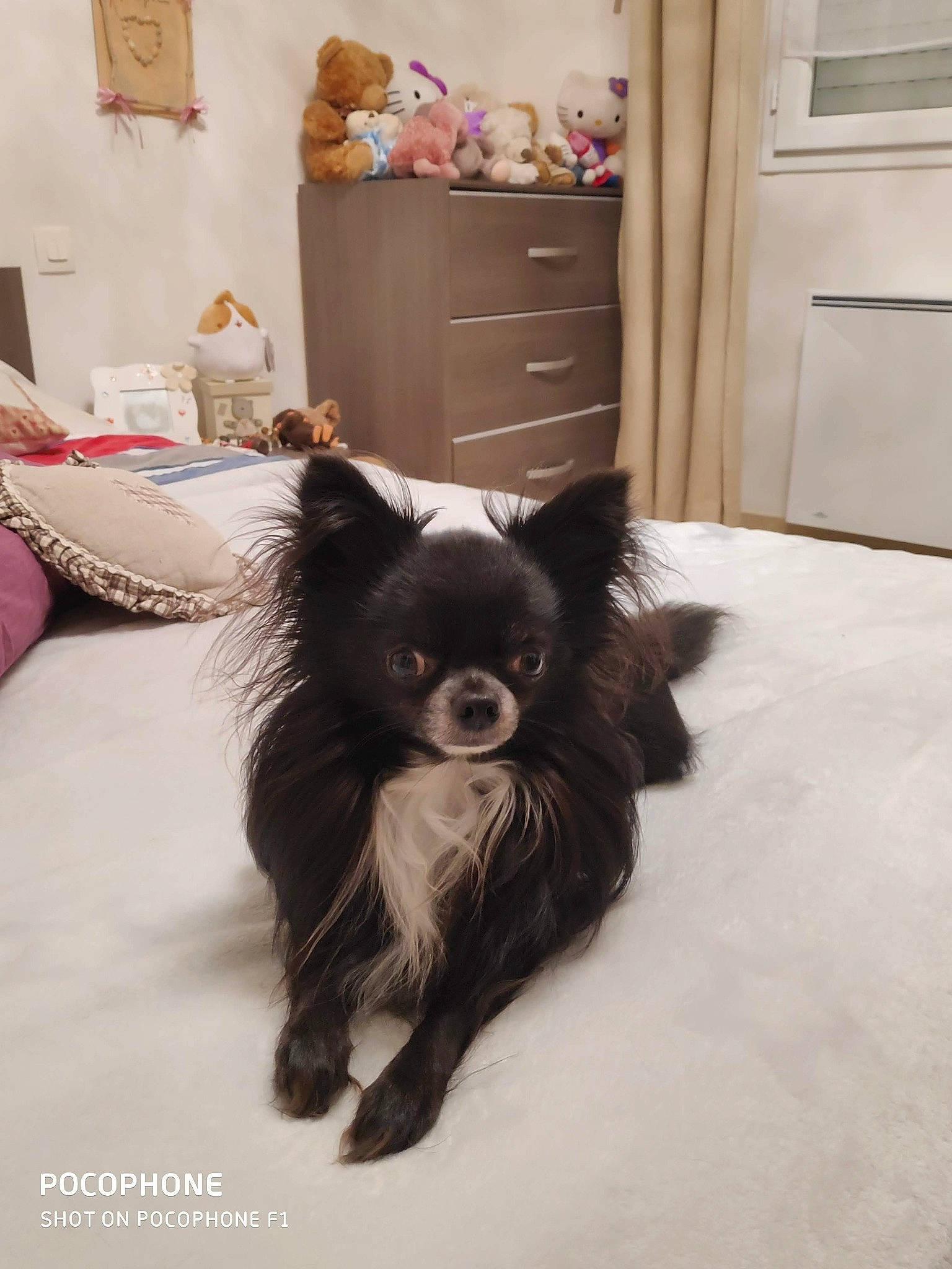 Medoc participe au concours pour gagner de l'argent avec cette photo : canidae, carnivore, chihuahua, companion_dog, dog, dog_breed, fawn, fur, mammal, papillon, pomeranian, puppy, room, toy_dog