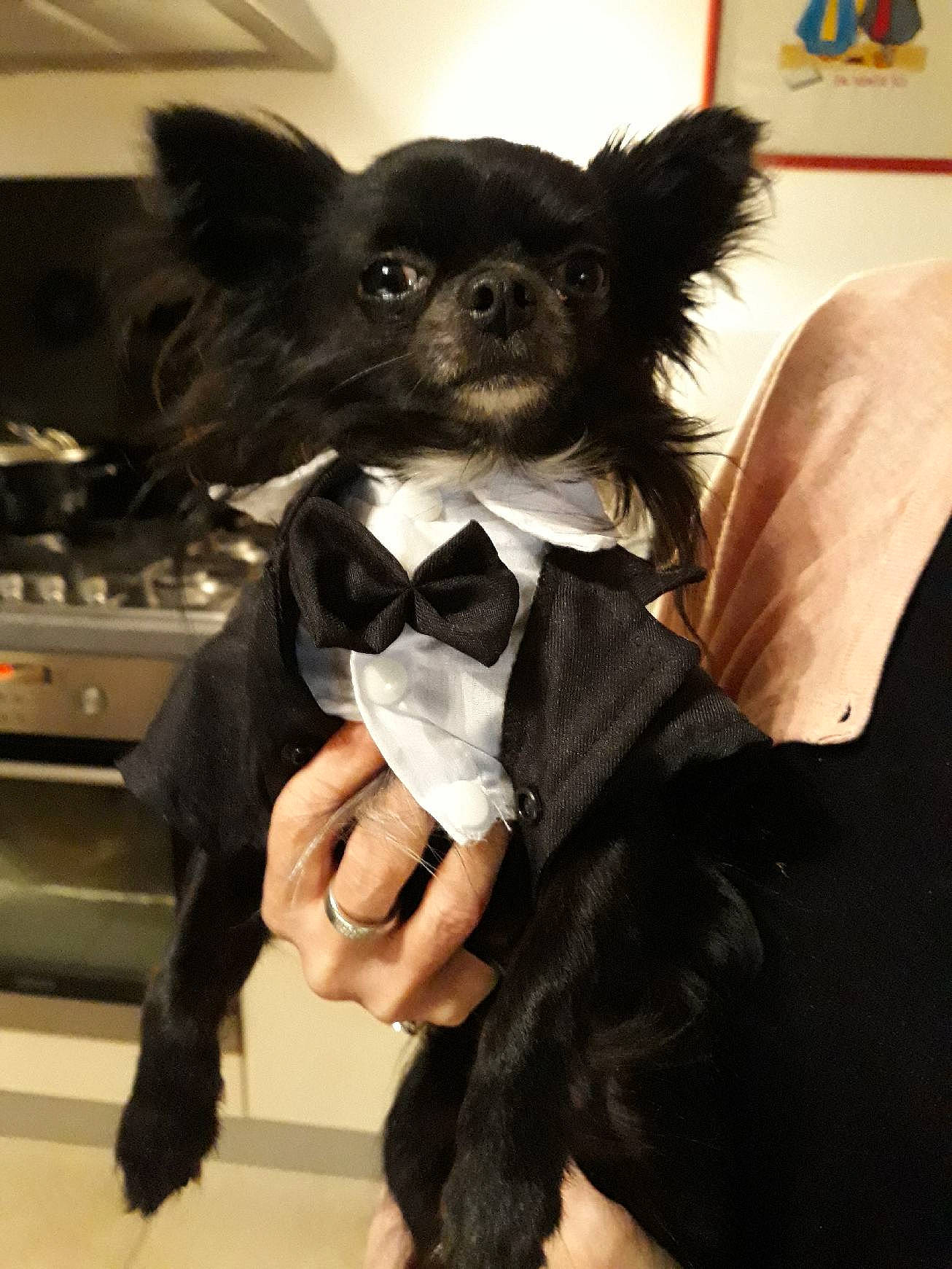 Medoc participe au concours pour gagner de l'argent avec cette photo : canidae, carnivore, chihuahua, companion_dog, dog, dog_breed, dog_clothes, ear, fur, puppy, snout, sporting_group, toy_dog, tuxedo