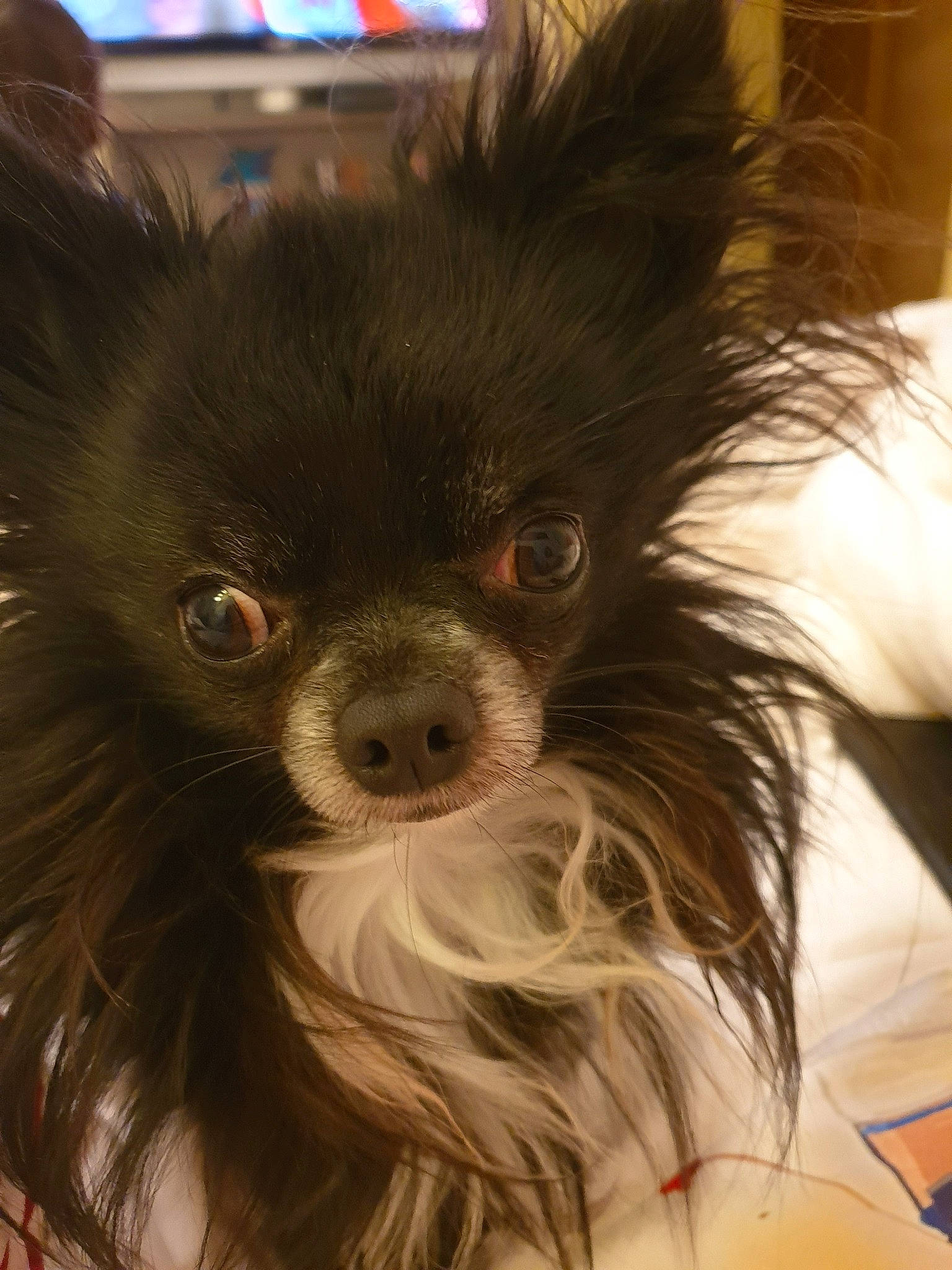 Medoc participe au concours pour gagner de l'argent avec cette photo : canidae, carnivore, chihuahua, companion_dog, dog, dog_breed, ear, eye, fawn, fur, mammal, papillon, photography, pomeranian, puppy, smile, snout, toy_dog, vertebrate, whiskers