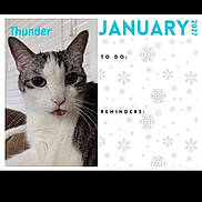 Thunder is registered to the contest to win money with this photo: animal, calendar, calendar_page, cat, closeup, cute, ears, face, gray_cat, indoor, january, pet, portrait, reminders, snowflake, text, to_do, tongue_out, whiskers, white_background