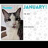 animal, calendar, calendar_page, cat, closeup, cute, ears, face, gray_cat, indoor, january, pet, portrait, reminders, snowflake, text, to_do, tongue_out, whiskers, white_background