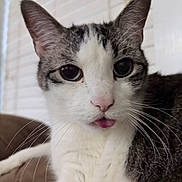 Thunder joined the competition — help win amazing prizes! cat, close_up, tongue_out, curious, indoor, pet, white_fur, gray_fur, whiskers, large_eyes, playful, cute, animal, mammal, domestic, feline, relaxed, soft_light, blinds, couch