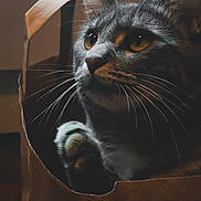 Brume participe au concours pour gagner de l'argent avec cette photo : animal, brown, cat, close_up, cozy, curious, cute, domestic_cat, eye, feline, indoor, looking_up, paper_bag, paw, pet, portrait, soft_light, tabby_cat, warm_tones, whiskers