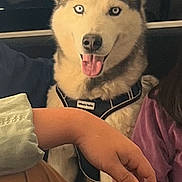 Blue is registered to the contest to win money with this photo: dog, siberian_husky, blue_eyes, pet, car_interior, happy, tongue_out, animal, fur, seat, window, harness, person_arm, clothing, indoor, smiling, companion, canine, friendship, transport