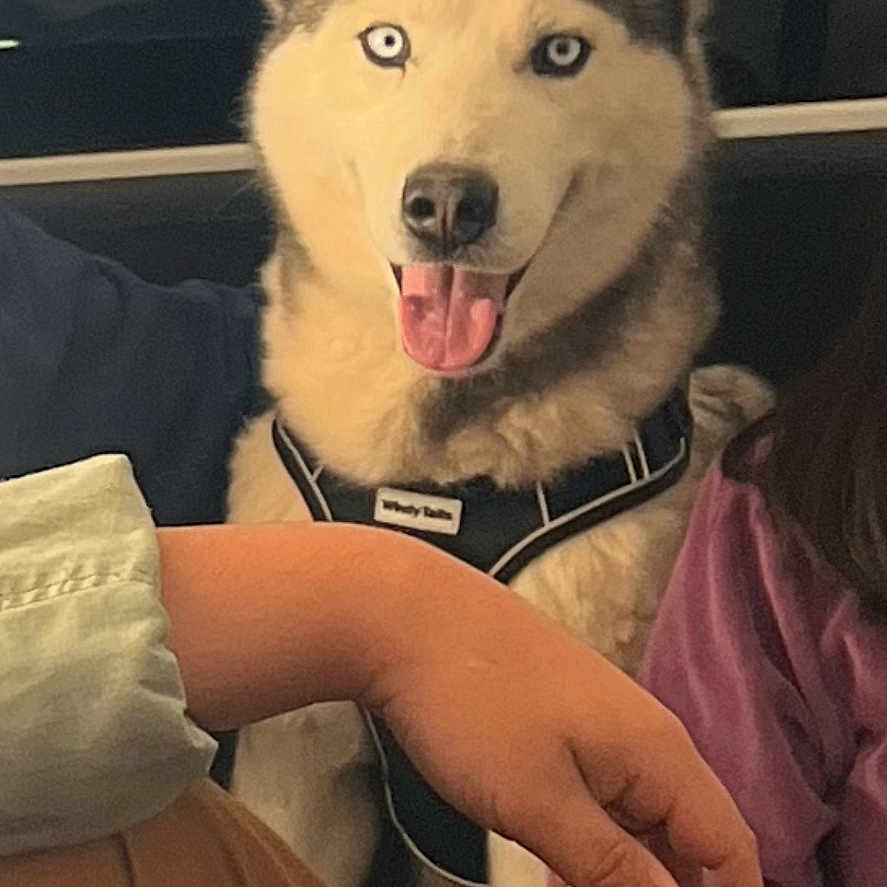 Blue is registered to the contest to win money with this photo: animal, blue_eyes, canine, car_interior, clothing, companion, dog, friendship, fur, happy, harness, indoor, person_arm, pet, seat, siberian_husky, smiling, tongue_out, transport, window