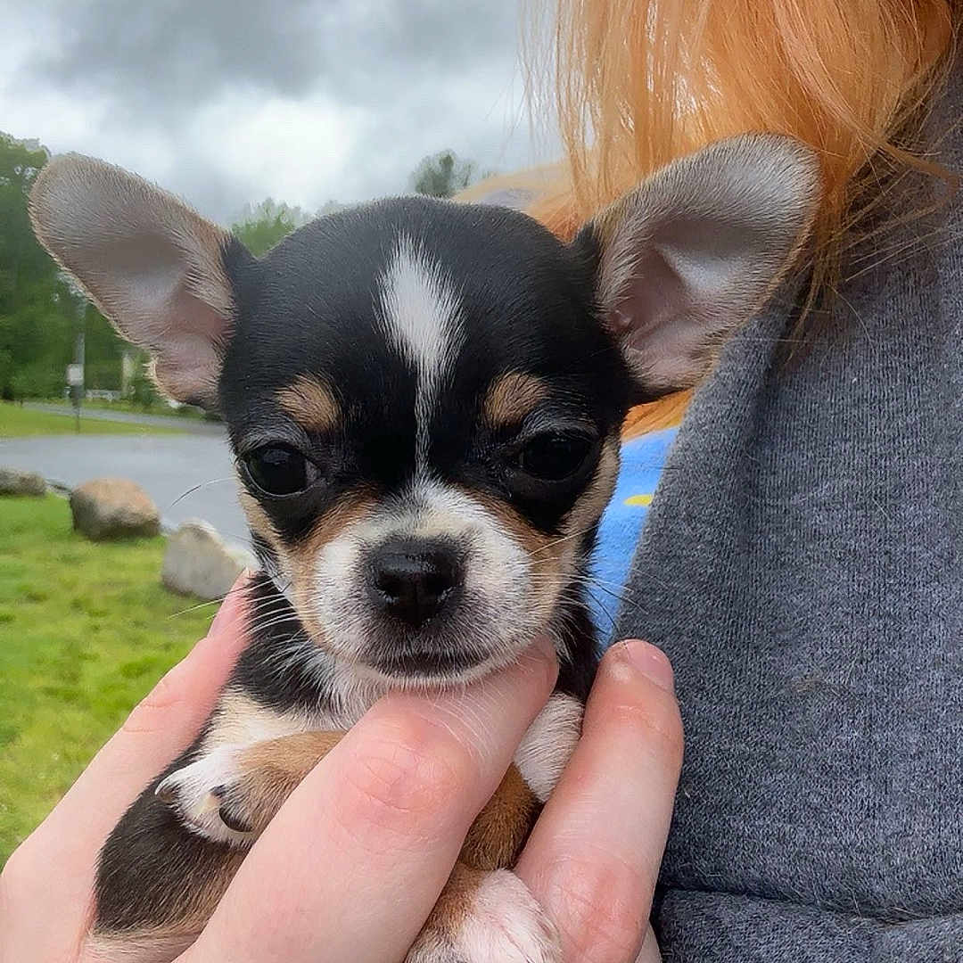 Tifa is registered to the contest to win money with this photo: animal, chihuahua, closeup, cloudy_sky, cute, dog, ears, expression, fingernails, fur, greenery, hand, holding, outdoor, person, pet, portrait, puppy, ring, small_dog