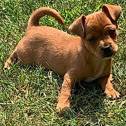 Coco Chenelle is registered to the contest to win money with this photo: puppy, dog, grass, outdoor, cute, pet, animal, sunlight, small, brown, young, nature, playing, ears, tail, fur, daylight, adorable, lying_down, curious